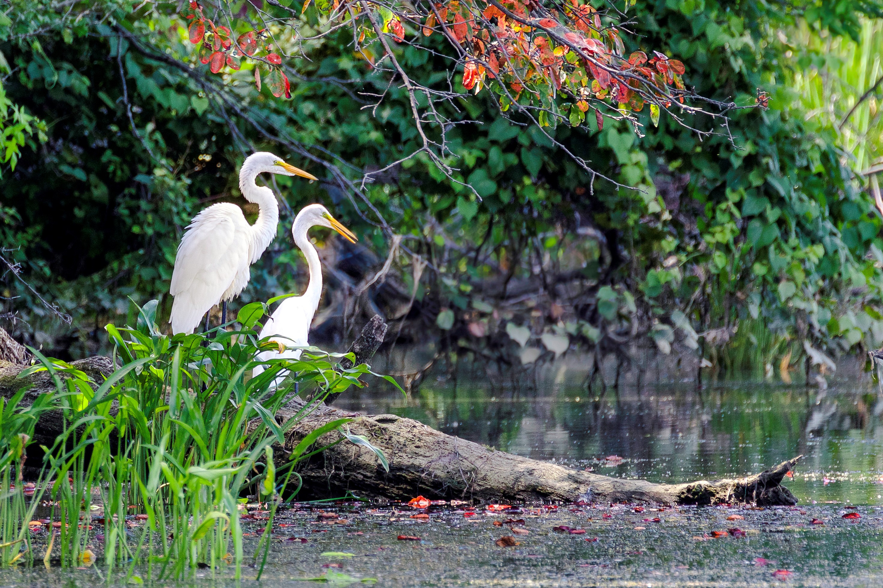 Egrets